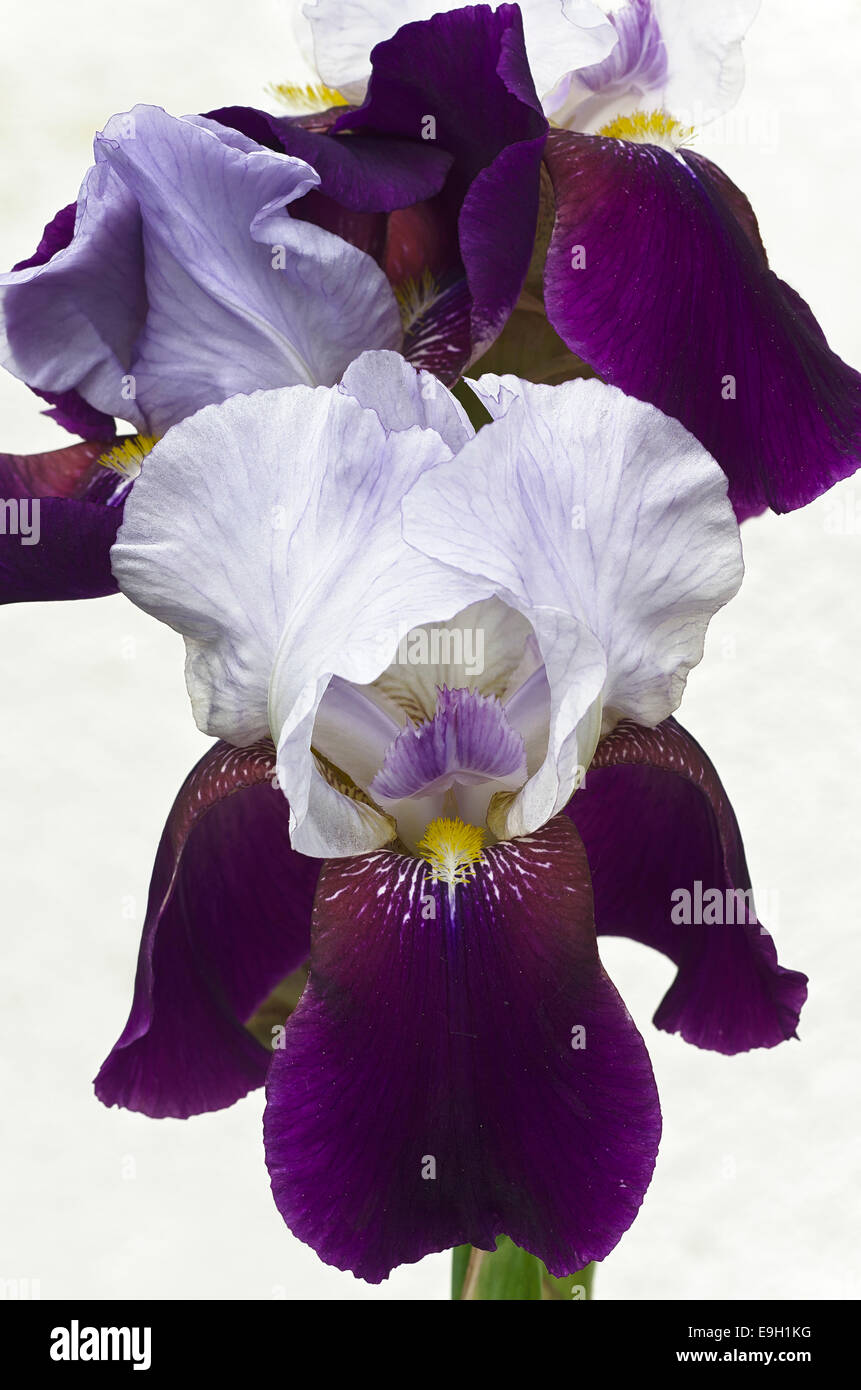 Hohen Bartiris (Iris x Barbata-Eliator), "Night Edition", Österreich Stockfoto