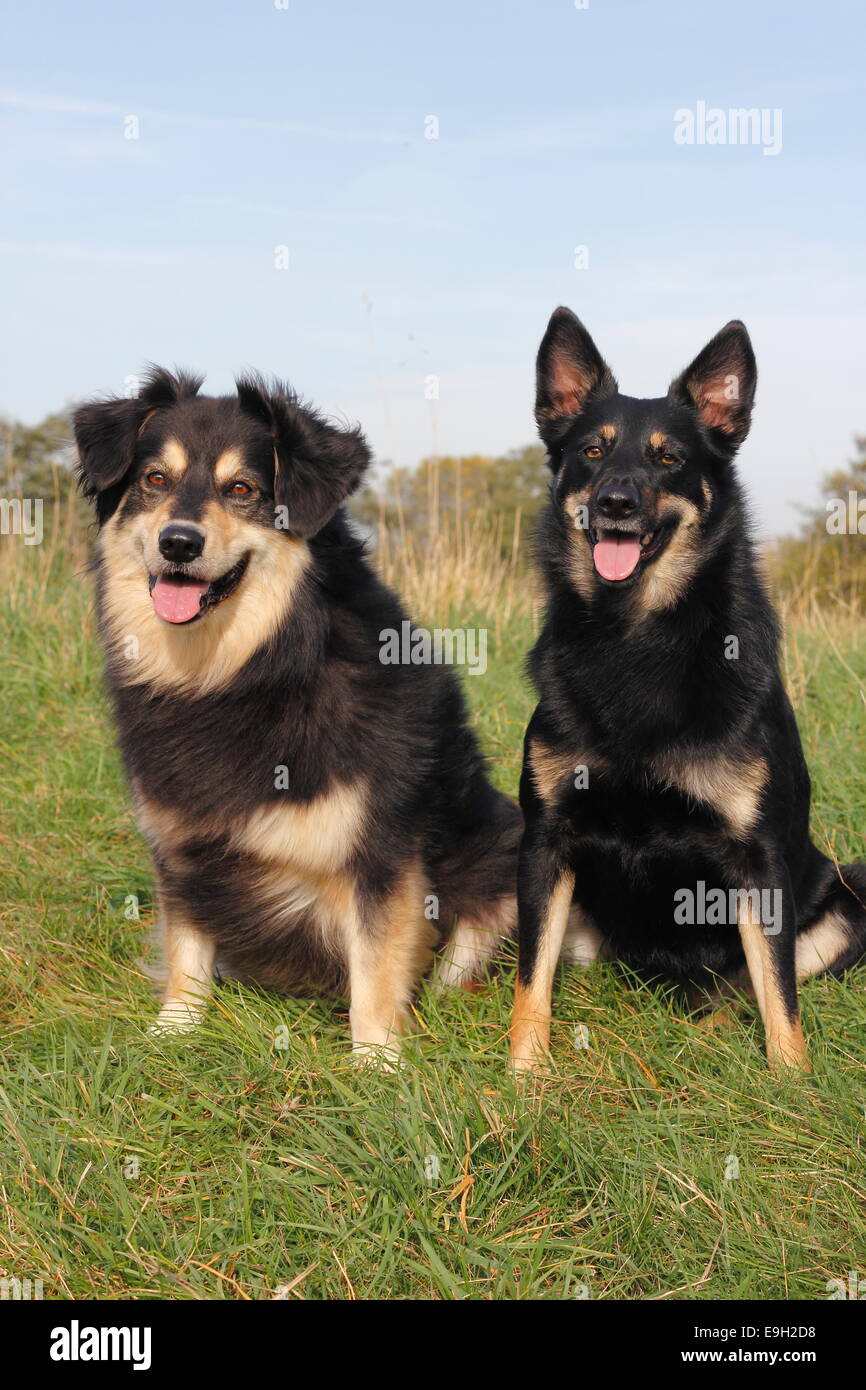 Zwei gemischte Rasse Hunde sitzen auf einer Wiese, einem Australian Shepherd-Mix und ein Australian Kelpie-Mix, North Rhine-Westphalia Stockfoto