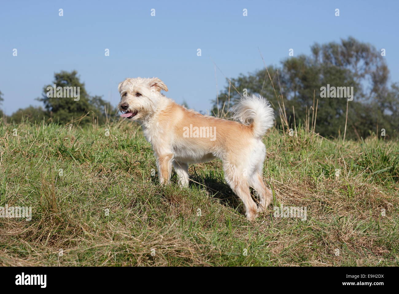 Schnauzer Pudel-Mischling, 4 Jahre, stehend auf einer Wiese, North Rhine-Westphalia, Deutschland Stockfoto