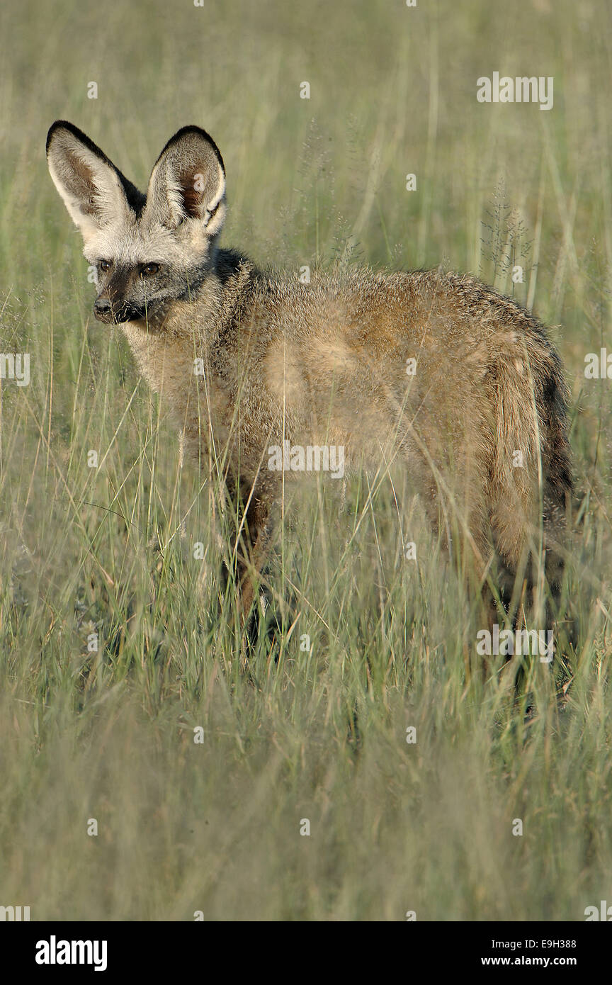 Hieb-eared Fuchs (Otocyon Megalotis), Savute, North-West District, Botswana Stockfoto