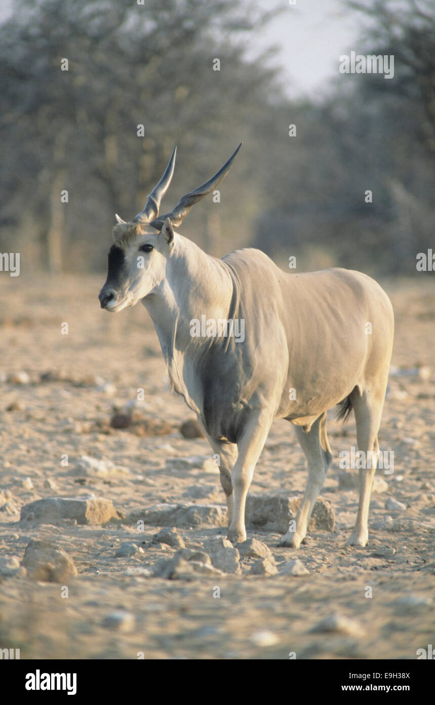 Eland (Tauro Oryx), Männlich, Etosha Nationalpark, Namibia Stockfoto