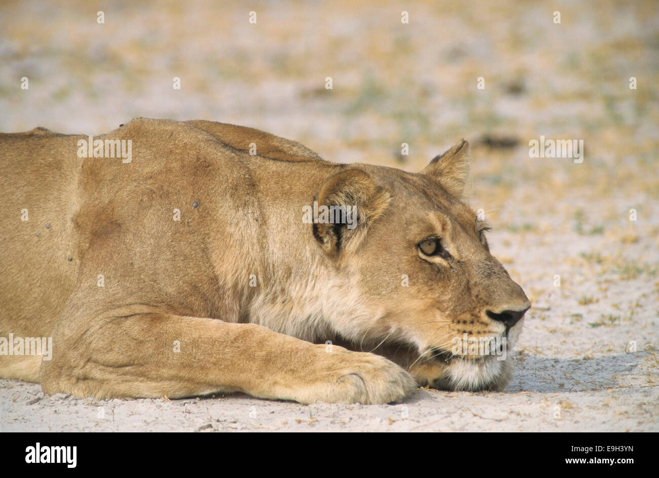 Löwe (Panthera Leo), North-West District, Botswana Chobe Waterfront, Chobe-Nationalpark Stockfoto