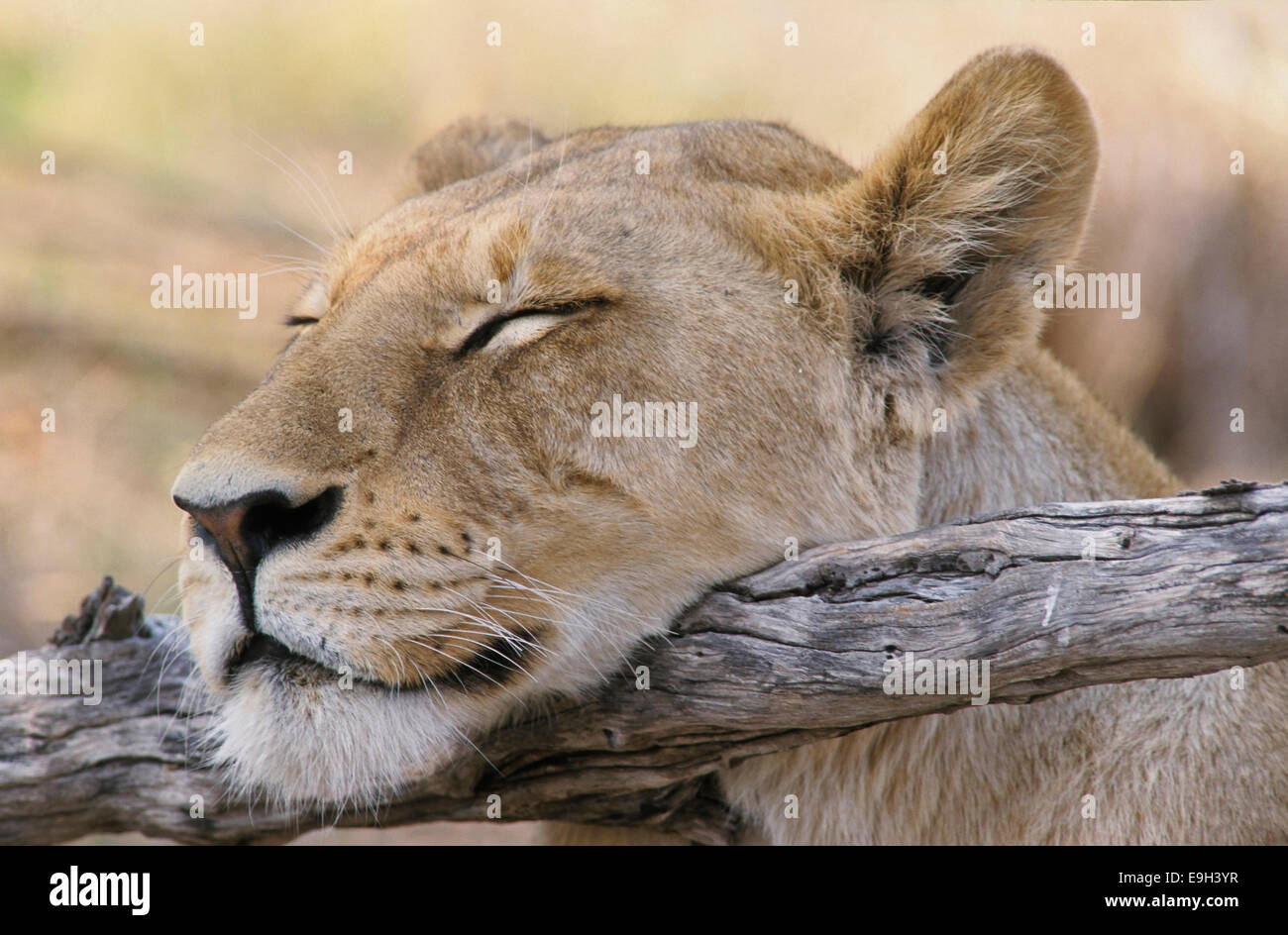 Schlafende Löwin (Panthera Leo), Kopf ruht auf einem Ast, Chobe Waterfront, Chobe National Park, North-West District, Botswana Stockfoto