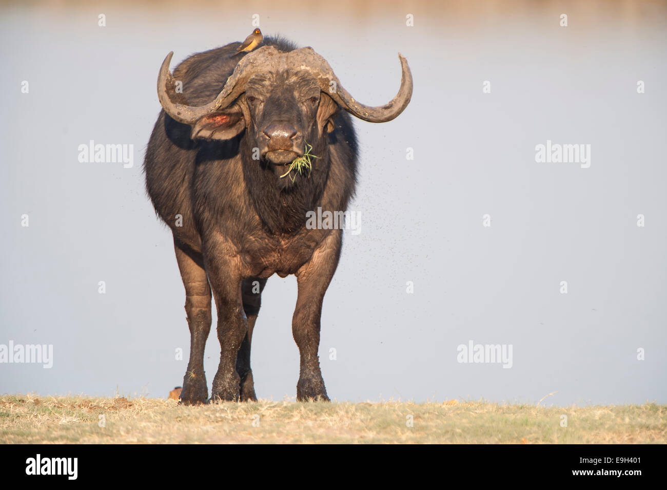 Afrikanischer Büffel oder Kaffernbüffel (Syncerus Caffer), Chobe Waterfront, Chobe National Park, North-West District, Botswana Stockfoto