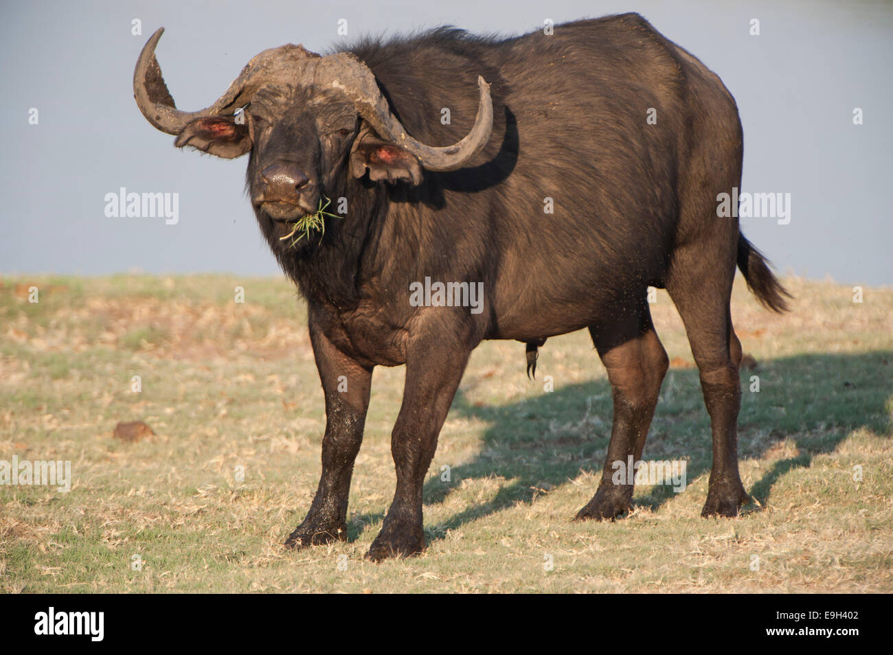 Afrikanischer Büffel oder Kaffernbüffel (Syncerus Caffer), Chobe Waterfront, Chobe National Park, North-West District, Botswana Stockfoto