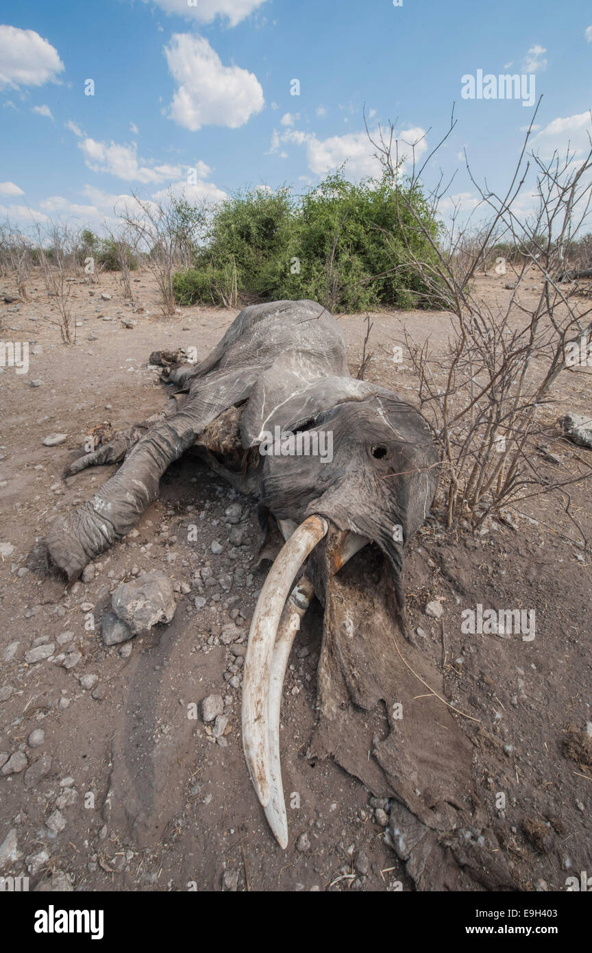 Afrikanischer Elefant (Loxodonta Africana), vermutlich gestorben von Anthrax, Chobe Waterfront, Chobe-Nationalpark Stockfoto