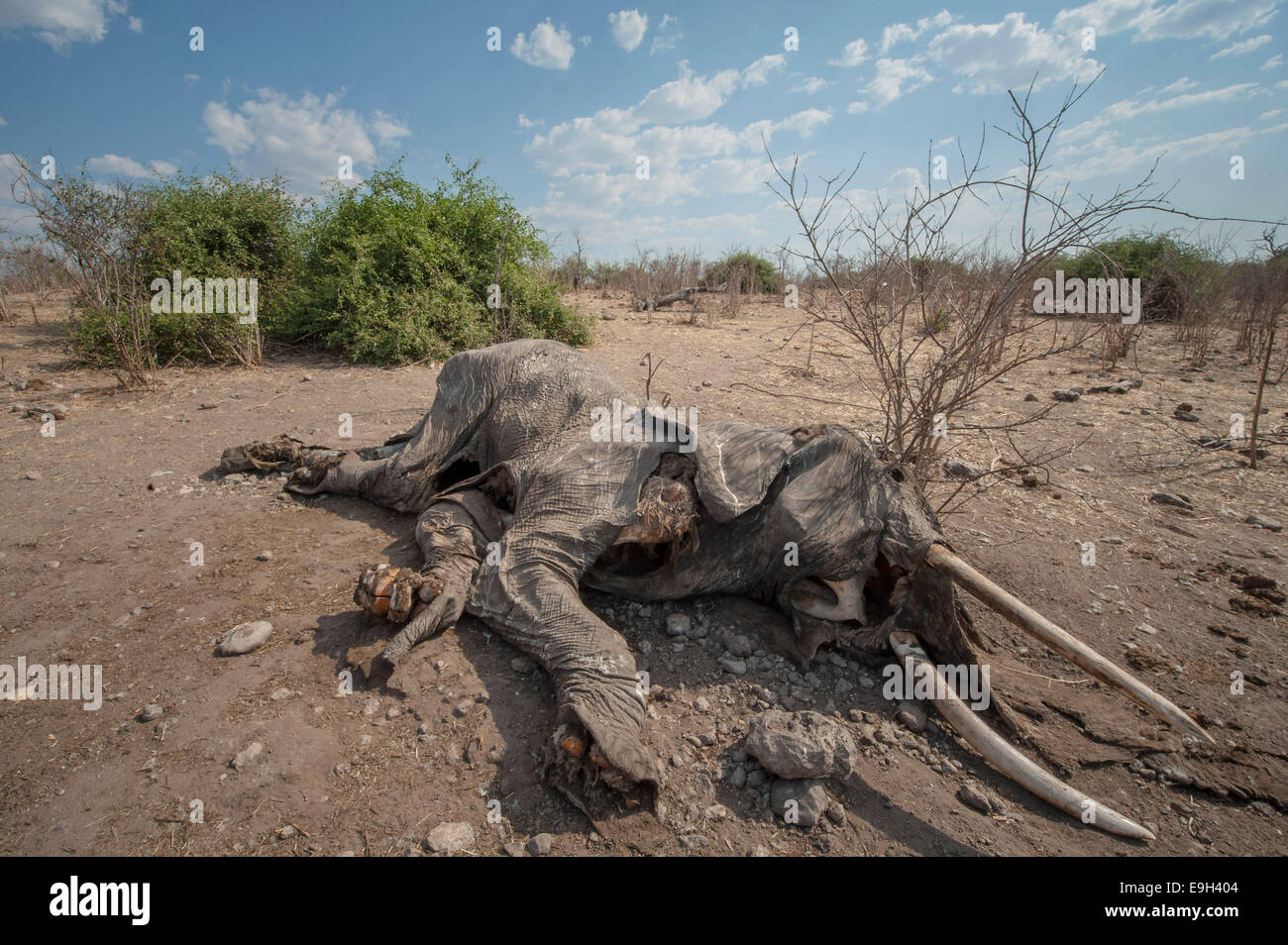 Afrikanischer Elefant (Loxodonta Africana), vermutlich gestorben von Anthrax, Chobe Waterfront, Chobe-Nationalpark Stockfoto