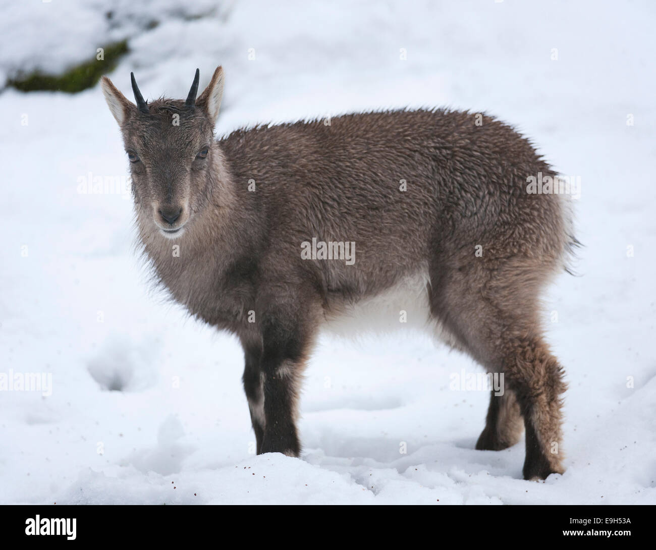 Alpensteinbock (Capra Ibex), juvenile stehen im Schnee, Gefangenschaft, Hessen, Deutschland Stockfoto