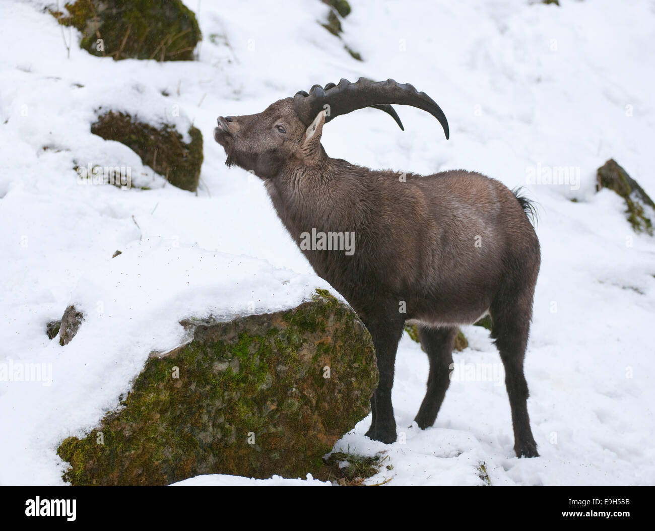 Alpensteinbock (Capra Ibex) stehen im Schnee und Flehming, Gefangenschaft, Hessen, Deutschland Stockfoto