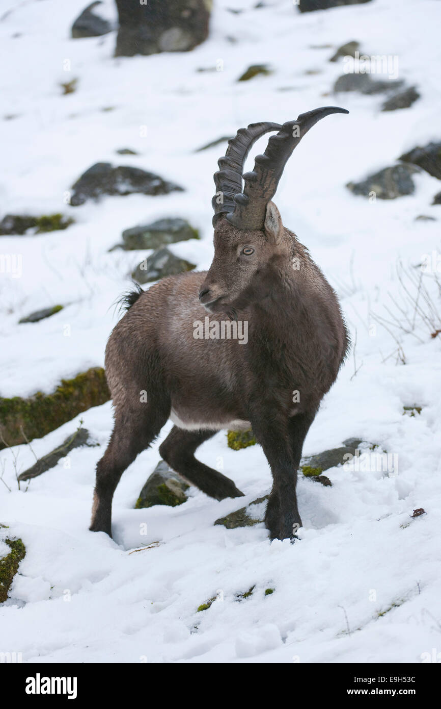 Alpensteinbock (Capra Ibex) stehen im Schnee, Gefangenschaft, Hessen, Deutschland Stockfoto