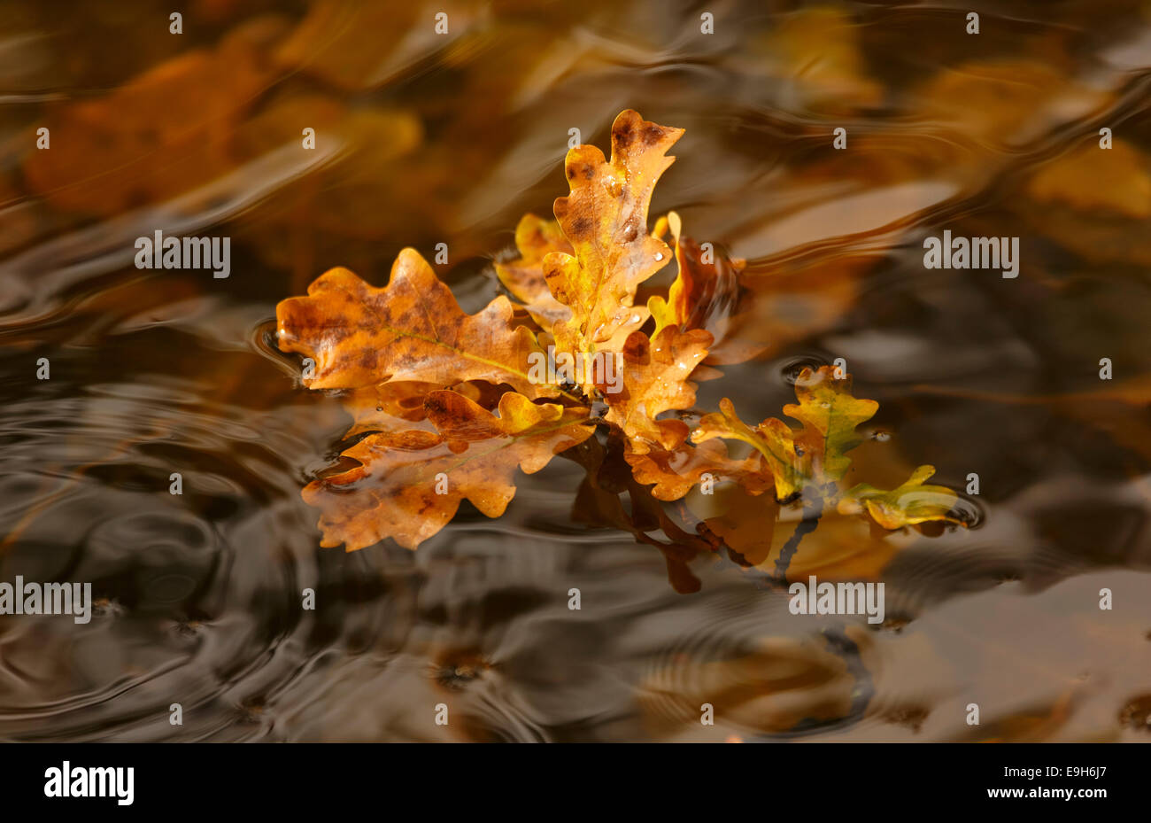 Herbstliche eiche Fotos und Bildmaterial in hoher Auflösung Alamy
