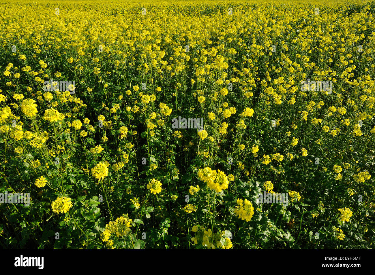Blühenden Mais Senf, Feld-Senf oder Ackersenf (Sinapis Arvensis), Hessen, Deutschland Stockfoto