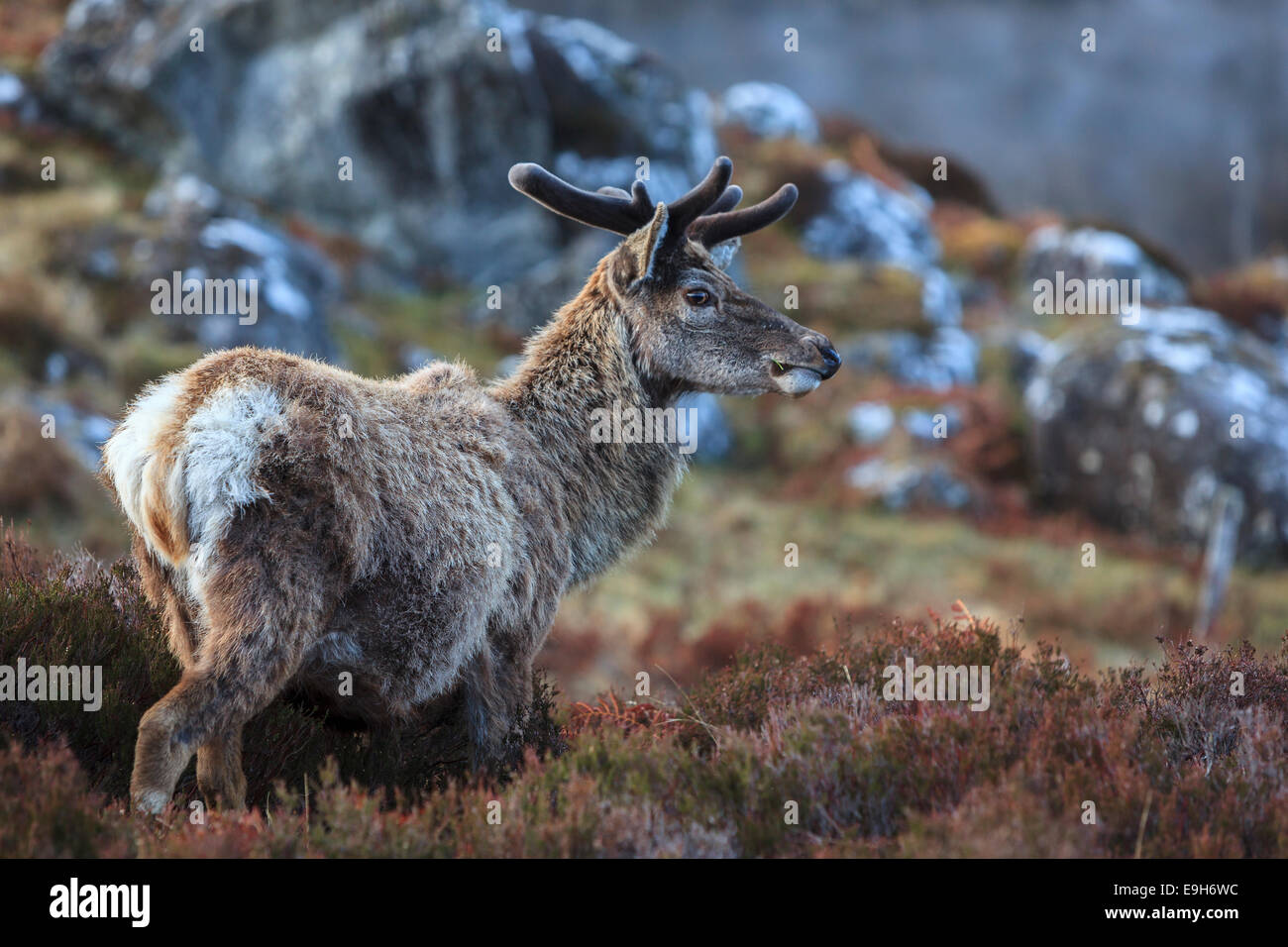 Rothirsch (Cervus Elaphus), Highlands, Schottland, Vereinigtes Königreich Stockfoto