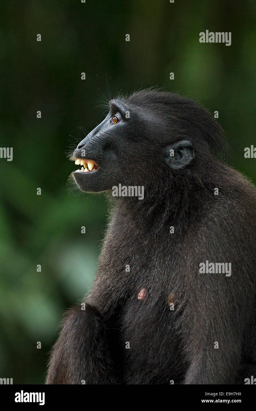 Nahaufnahme Seitenprofil der Gefangenschaft Sulawesi crested Makaken (Macaca Nigra) Stockfoto