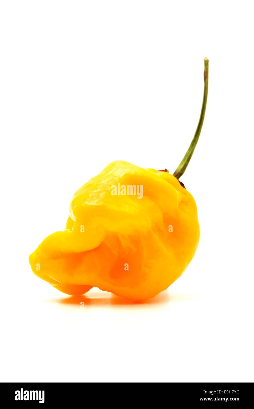 Gelbe Habanero Chilipfeffer auf weißem Hintergrund Stockfoto