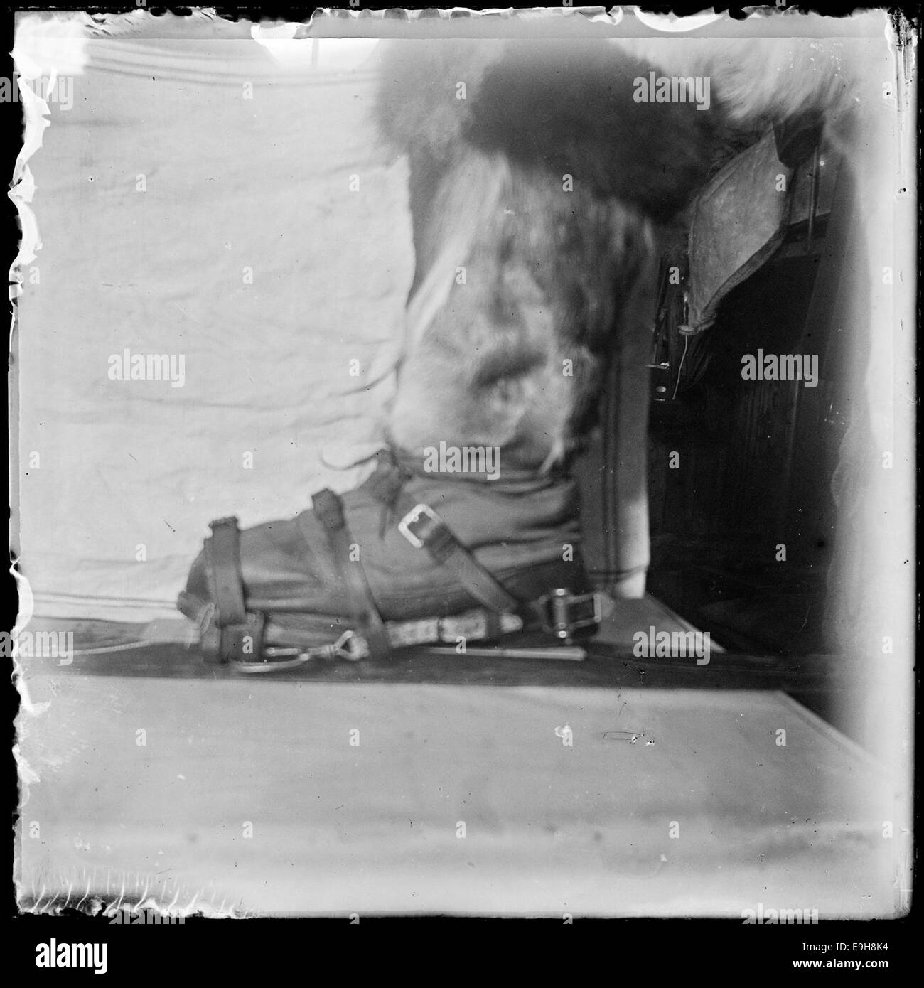 Dieses Bild zeigt die Skibindungen, die Roald Amundsen und sein Team während ihrer Südpol-Expedition im Jahr 1911 verwendet haben und die Konstruktion der Ausrüstung vor weiteren Änderungen festhalten. Stockfoto