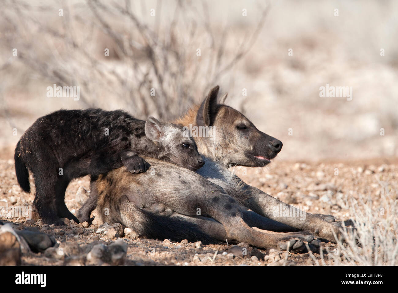 Gefleckte Hyäne Crocuta Crocuta, Mutter mit Jungtier, Kgalagadi Transfrontier Park, Northern Cape, South Africa Stockfoto