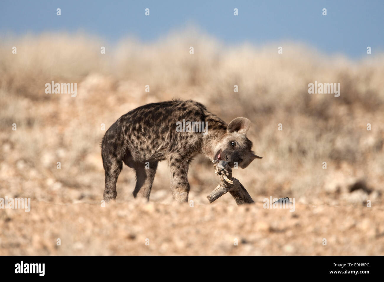 Spotted Hyäne Cub, Crocuta Crocuta, spielen, Kgalagadi Transfrontier Park, Northern Cape, Südafrika Stockfoto