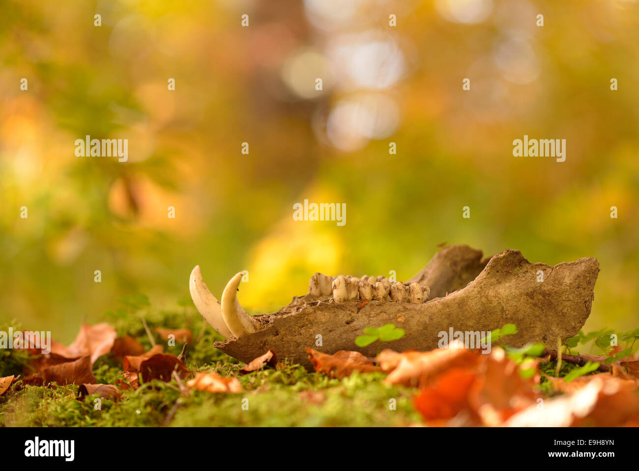Unterkiefer von einem Wildschwein liegend auf dem Waldboden, Deutschland Stockfoto