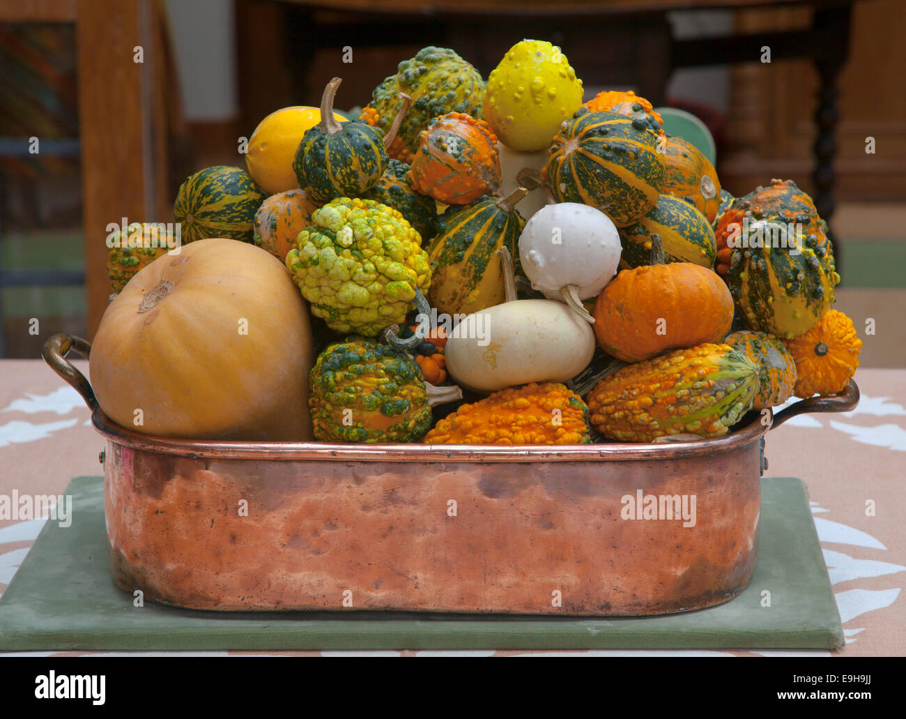 Gemischte Kürbisse auf Anzeigen Reife Früchte im Herbst Stockfoto