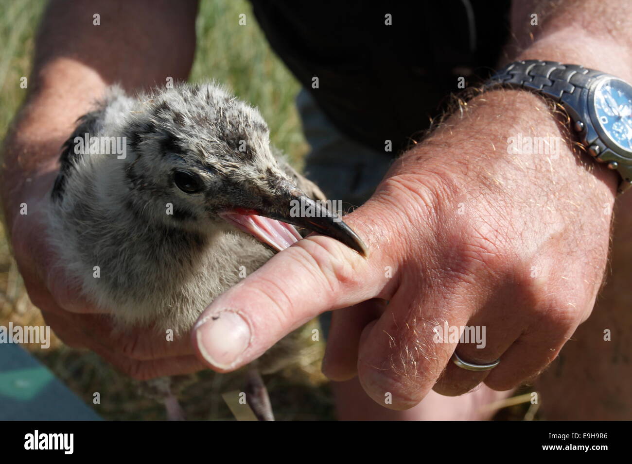 Wissenschaftliche Untersuchung der ostfriesischen Inseln, Ostfriesland, Niedersachsen, eine juvenile weniger Black-backed Gull (Larus Fuscus) Stockfoto
