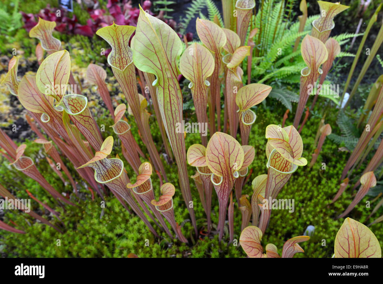 Purple Pitcherplant (Sarracenia Purpurea), Glasgow Botanic Gardens, Glasgow, Schottland, Vereinigtes Königreich Stockfoto