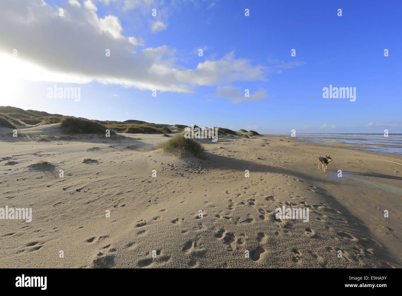 Strand und eine Dünenlandschaft entlang der Nordsee, Nord-Jütland, Dänemark Stockfoto