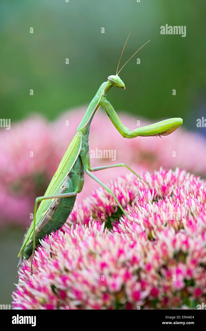 Gottesanbeterin (Mantis Religiosa), Burgenland, Österreich Stockfoto