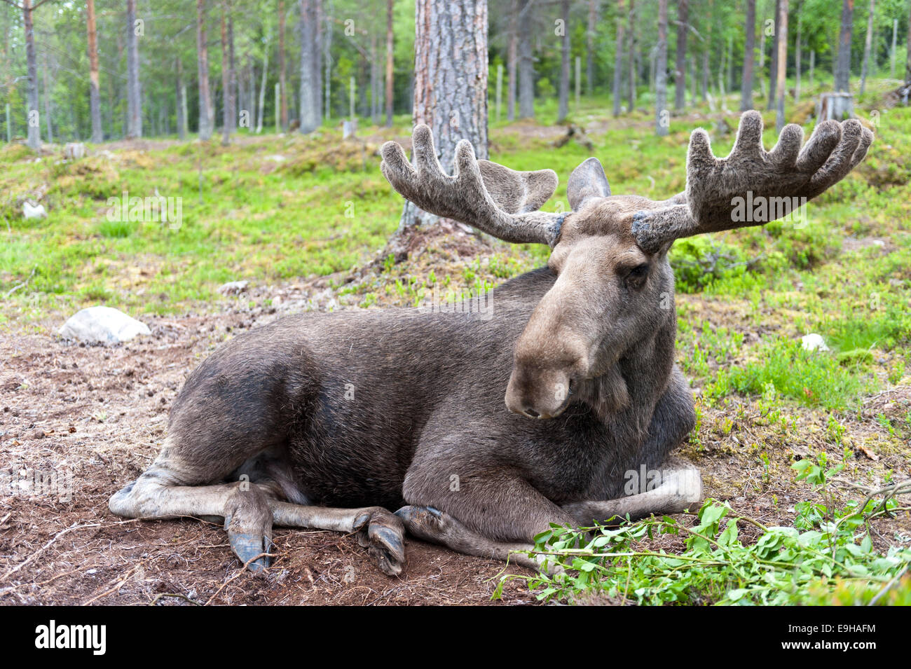 Elch (Alces Alces), Stier liegen im Wald mit dem handförmig Geweih aus Samt, in einem Elchpark Mörkret, Dalarna Grafschaft Stockfoto