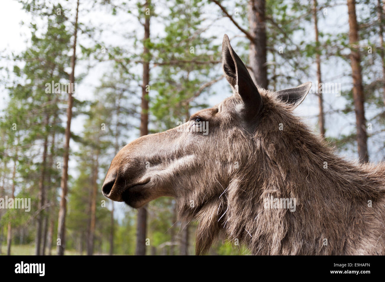 Elch (Alces Alces), Kuh Elch in die Wälder, Elchpark Mörkret, Dalarna Grafschaft, Schweden Stockfoto