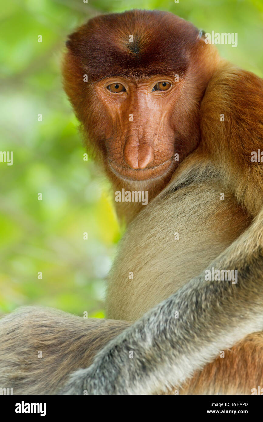 Männliche Proboscis Affe (Nasalis Larvatus) Porträt Stockfoto