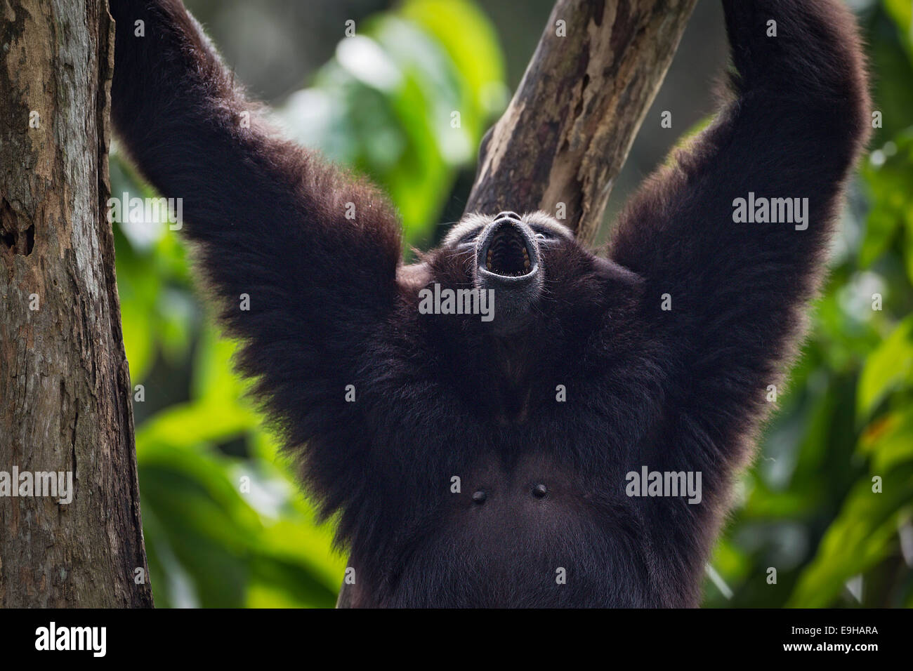 Captive Agile Gibbon (Hylobates Agilis) im Zoo von Singapur Stockfoto