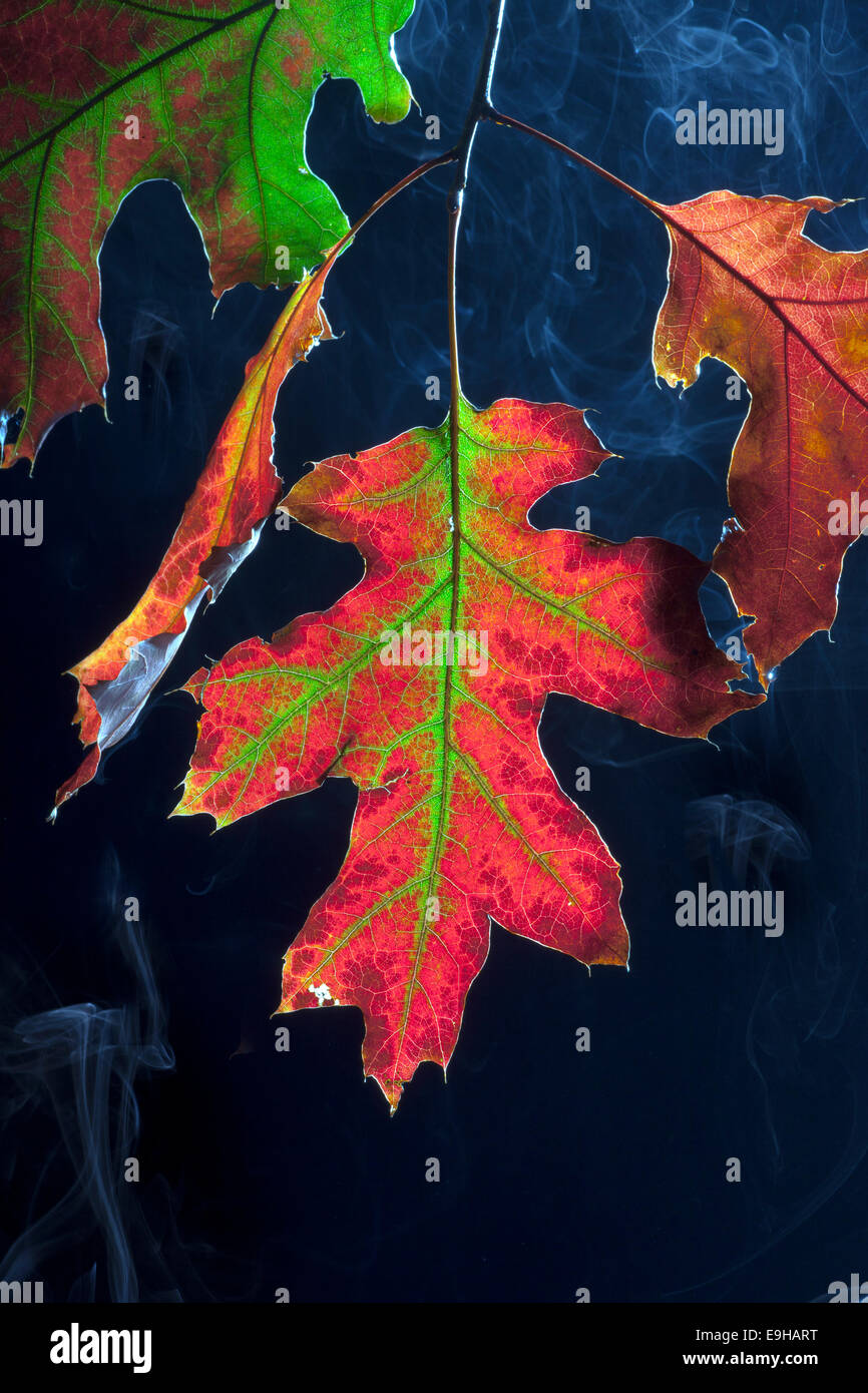Blätter der Roteiche Quercus Rubra im Herbst mit aufsteigenden Nebel Stockfoto