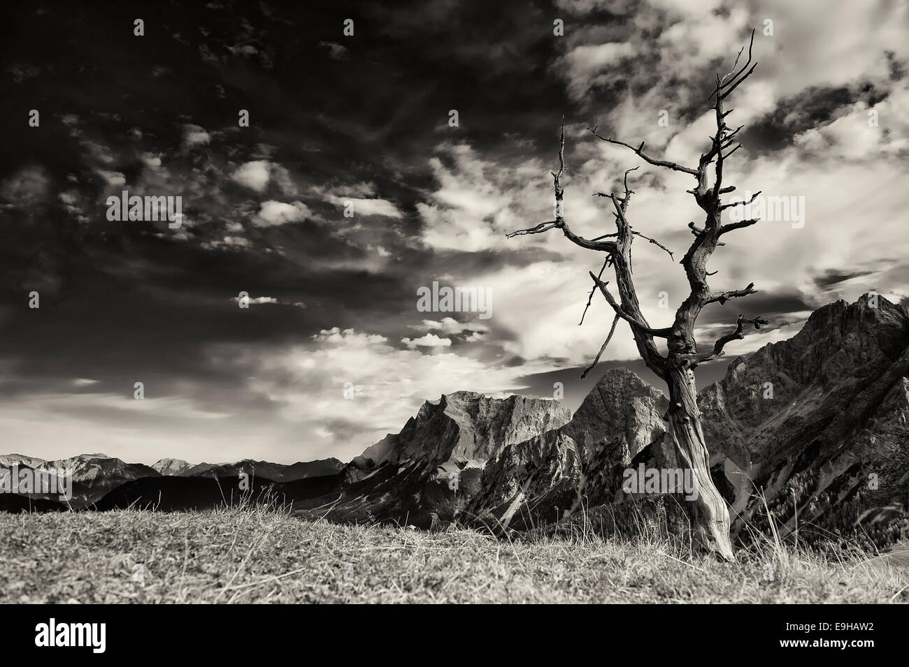 Toter Baum, hinter Berg Zugspitze, Ehrwald, Tirol, Österreich Stockfoto