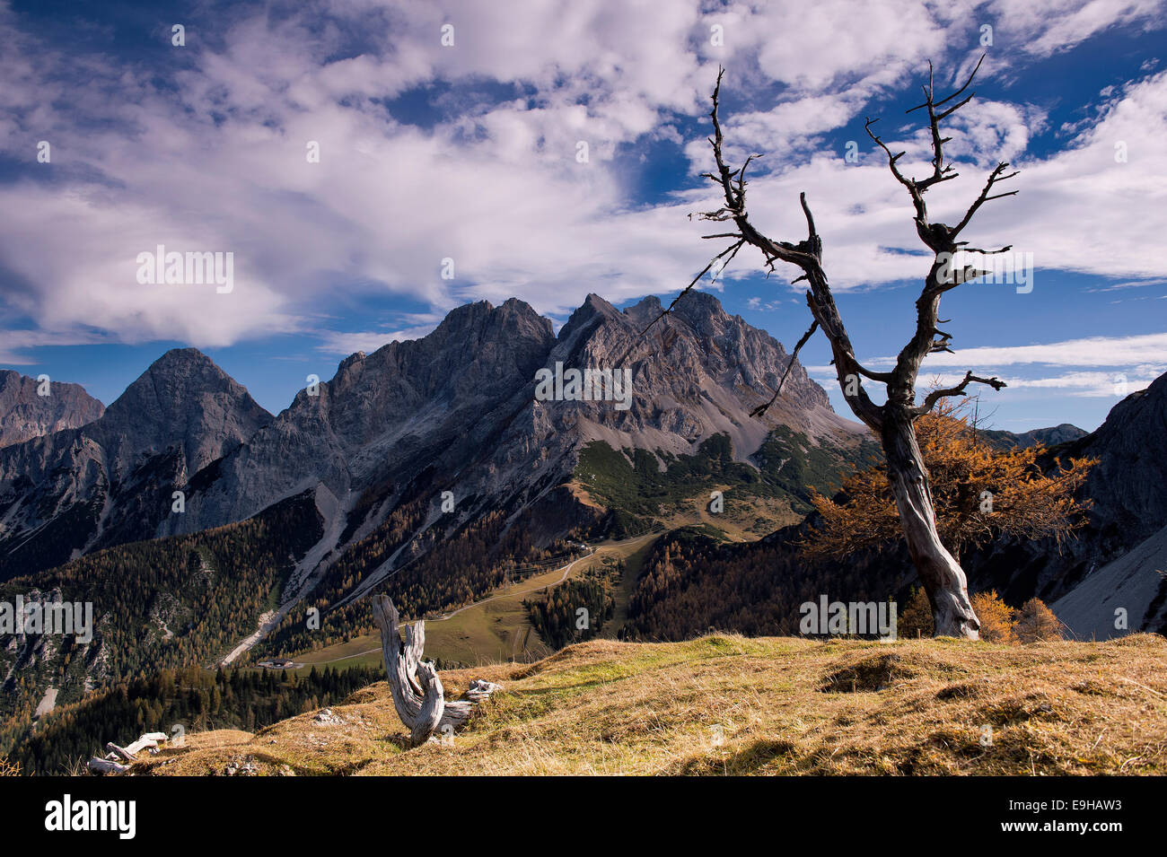 Toter Baum, hinter dem Mieminger Gebirge, Ehrwald, Tirol, Österreich Stockfoto