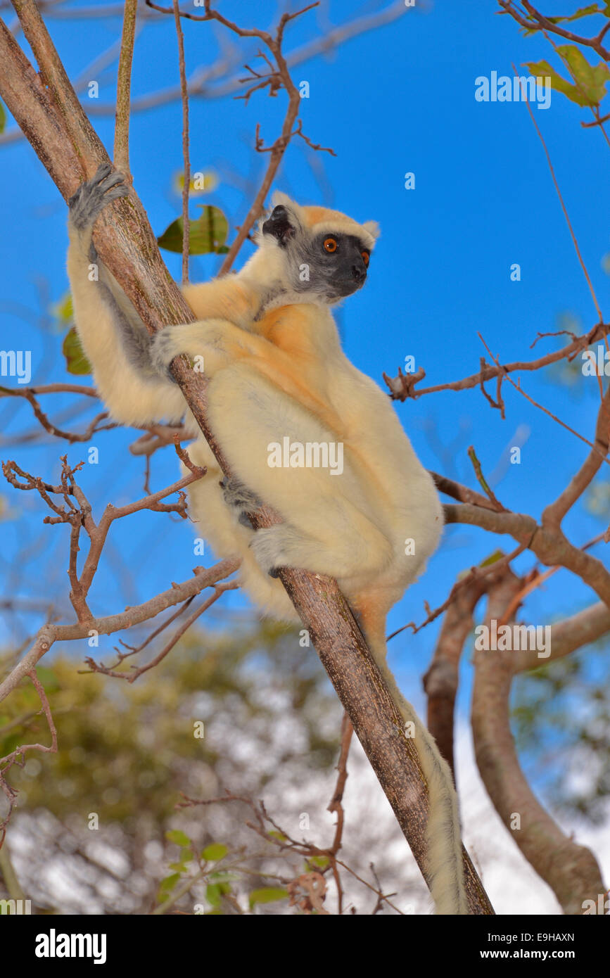 Golden-gekrönter Sifaka(Propithecus tattersalli), Daraina Nature Reserve, Madagaskar Stockfoto