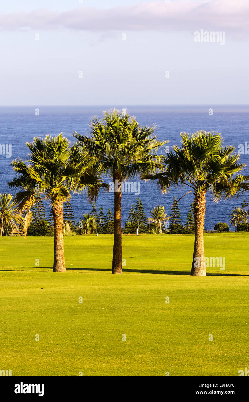 Drei Palmen auf einem Golfplatz Laguna de Santiago, La Gomera, Kanarische Inseln, Spanien Stockfoto