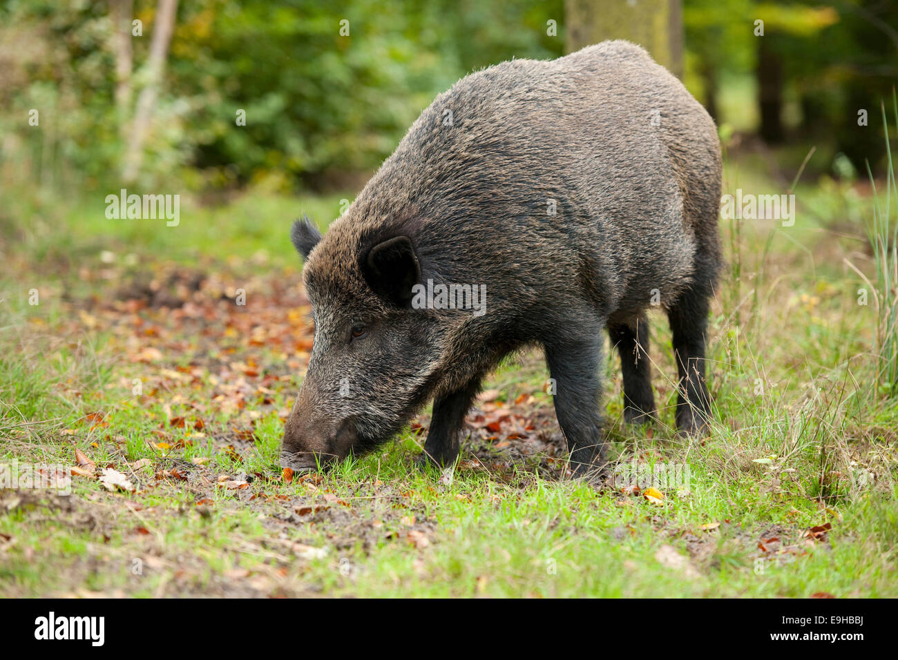 Wildschwein (Sus Scrofa) auf Nahrungssuche, in Gefangenschaft, Sachsen, Deutschland Stockfoto