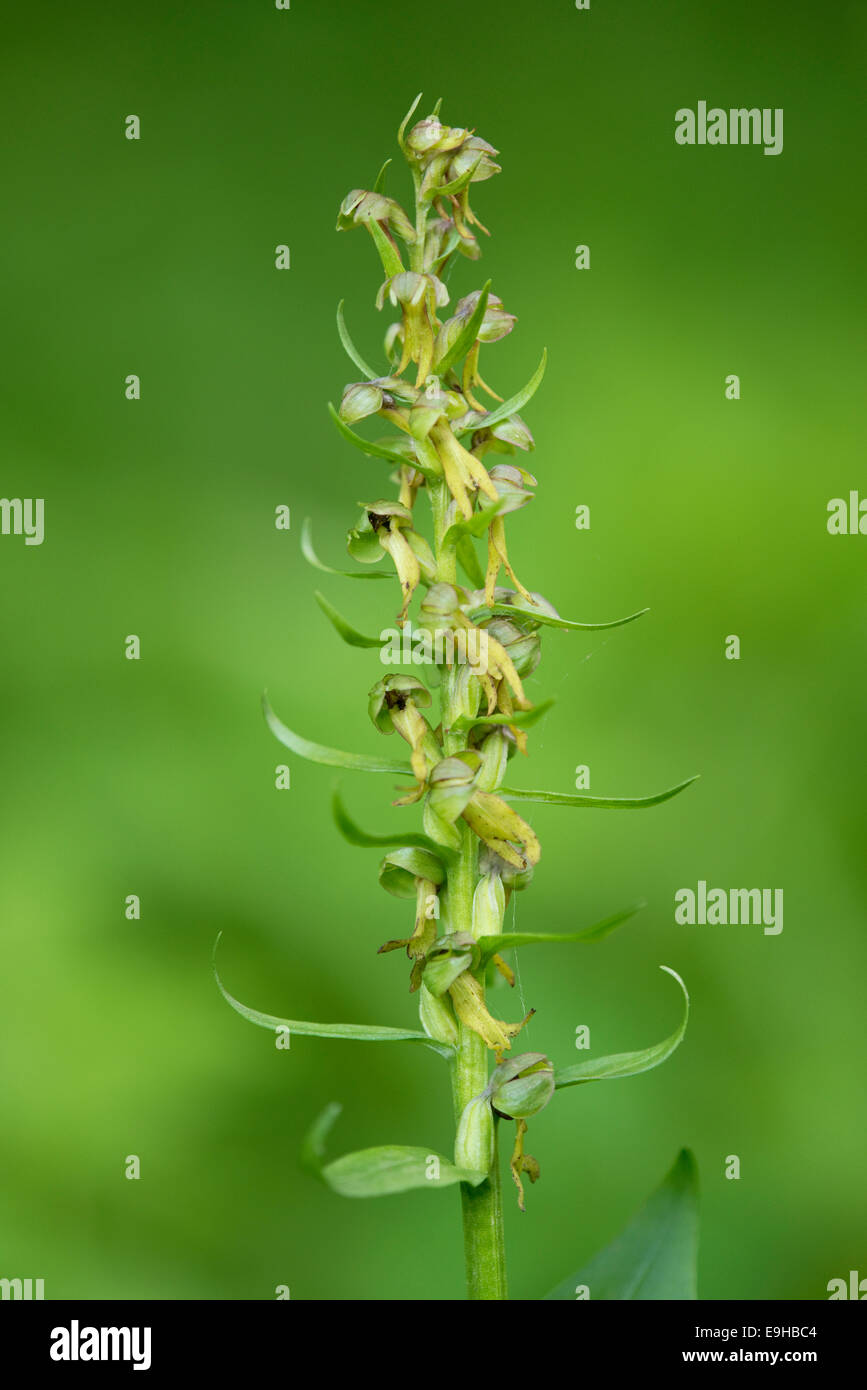Frog Orchid (Coeloglossum Viride), Blume, Thüringen, Deutschland Stockfoto