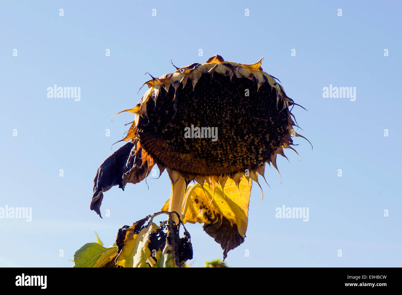 Eine einzelne Sonnenblume trocknet in der Sonne aus, bis die Samen schwarz werden und das Feld geerntet wird. Stockfoto