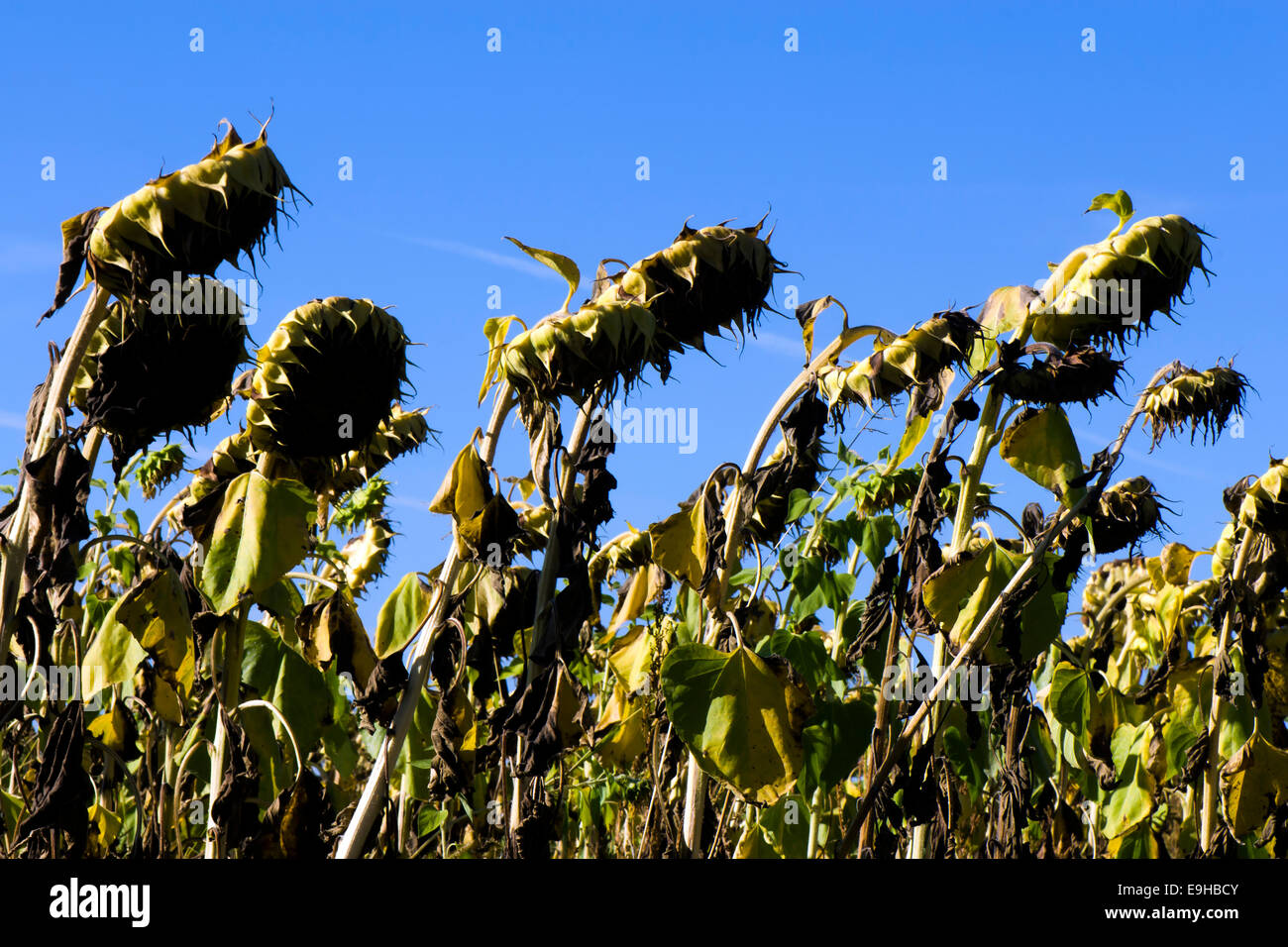 Feld der Sonnenblumen trocknen in der Sonne aus, bis die Samen schwarz werden, vor der Ernte Stockfoto