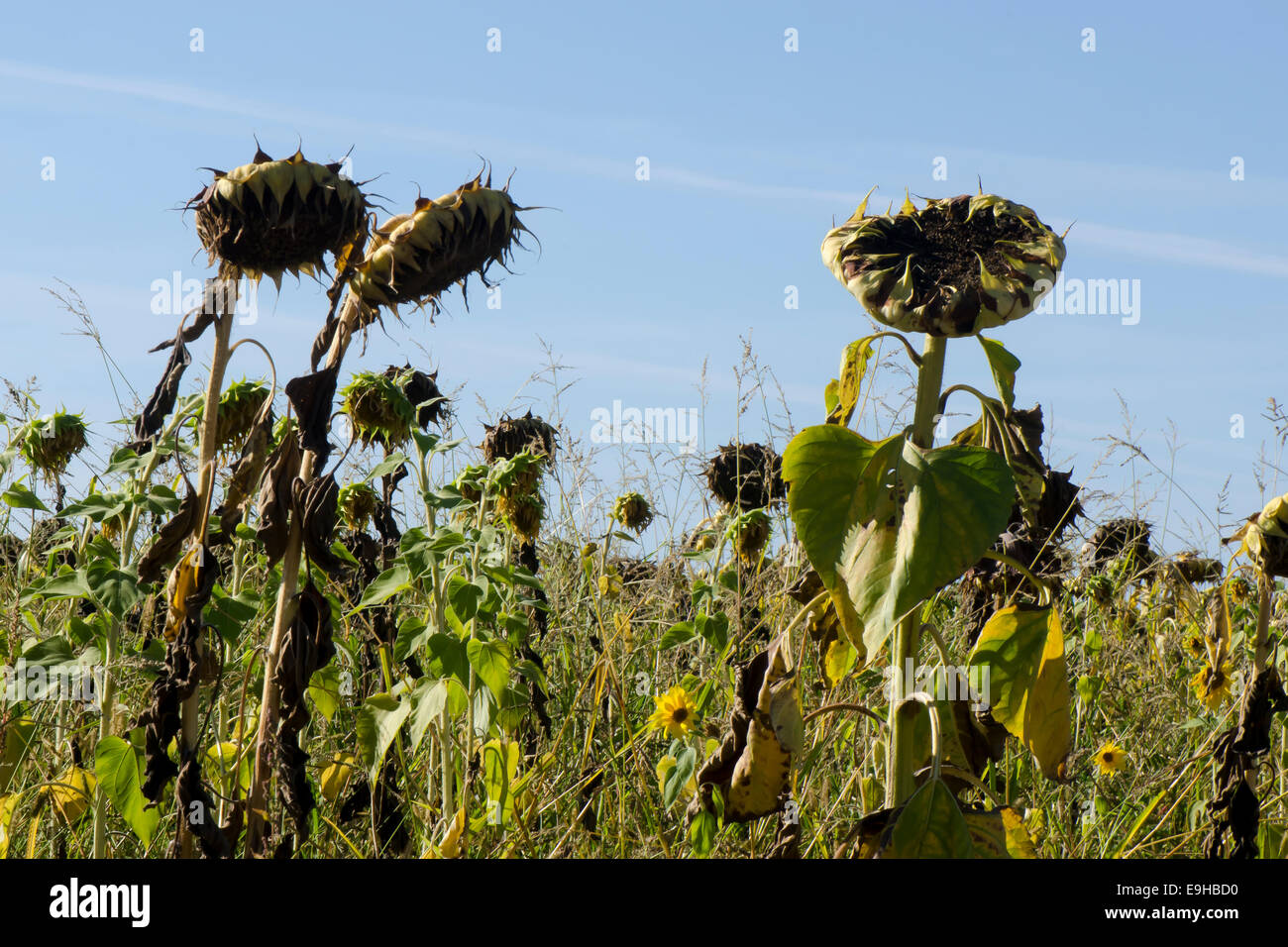 Feld der Sonnenblumen trocknen in der Sonne aus, bis die Samen schwarz werden, vor der Ernte Stockfoto