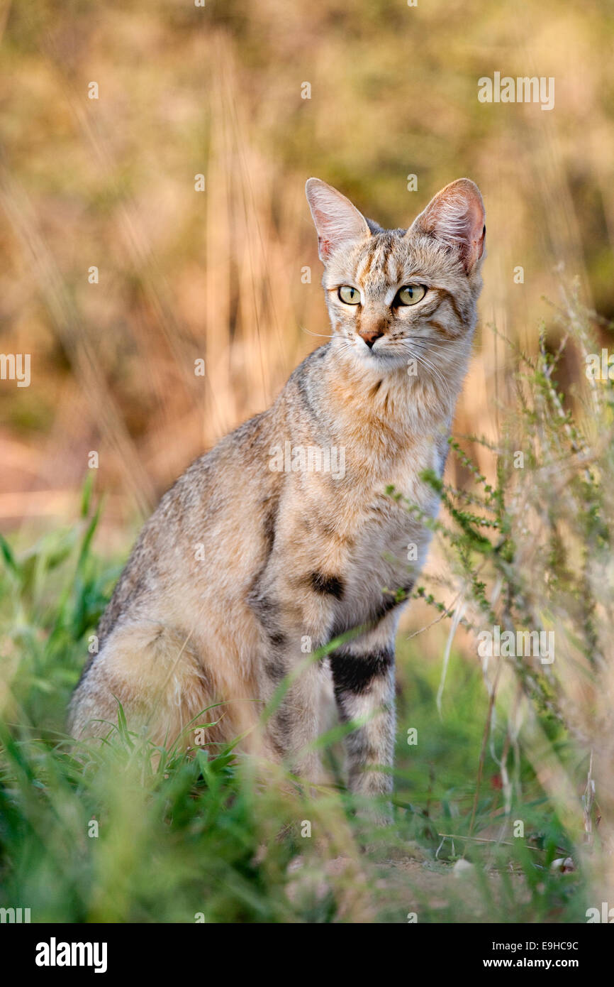 Afrikanische Wildkatze, Felis Lybica, Kgalagadi Transfrontier Park, Südafrika Stockfoto