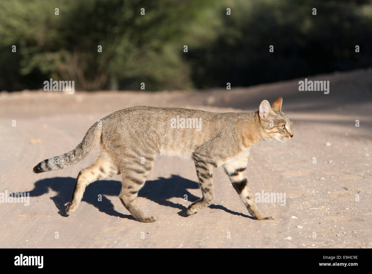 Afrikanische Wildkatze (Felis Lybica), Kgalagadi Transfrontier Park, Südafrika Stockfoto