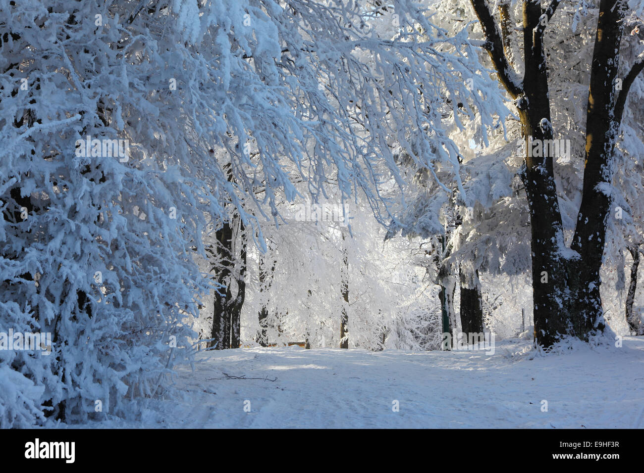 Wald und Straße im Schnee Stockfoto