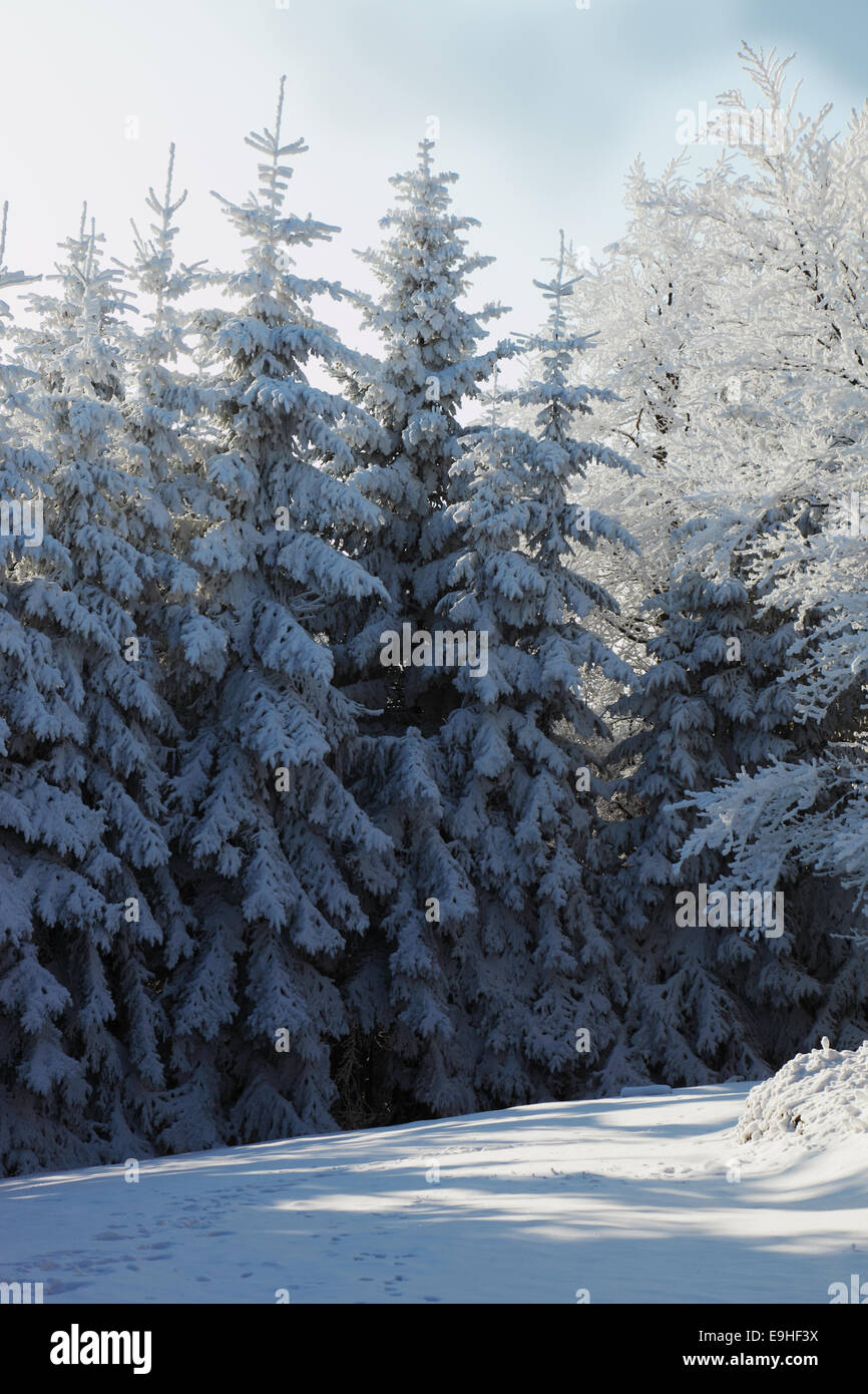 Verschneiten Winterwald Stockfoto