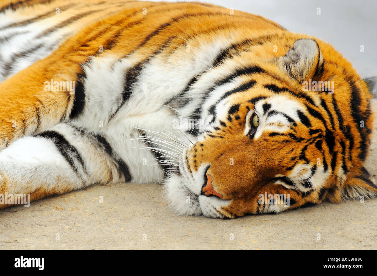 Schön und kräftig riesige Tiger nehmen ein Nickerchen, tolle Details und Farben. Stockfoto