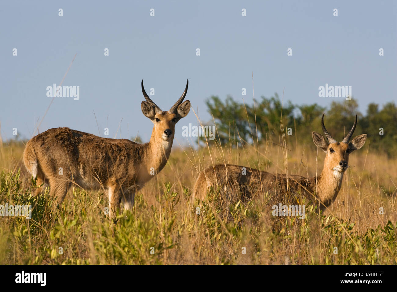 Andere, Redunca Arundinum, Ithala-Wildreservat, Kwazulu Natal, Südafrika Stockfoto