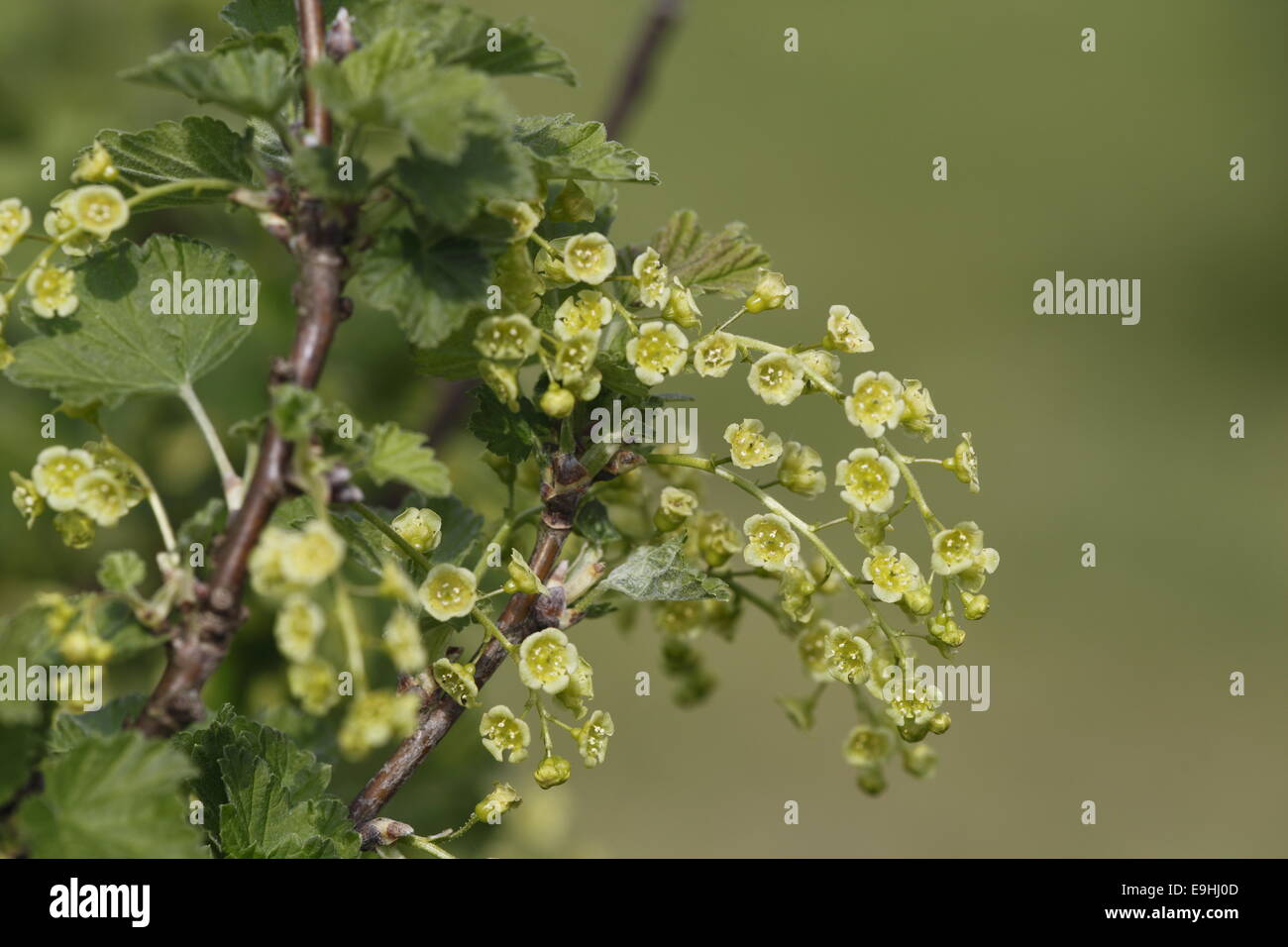 Johannisbeer-Blüten Stockfoto