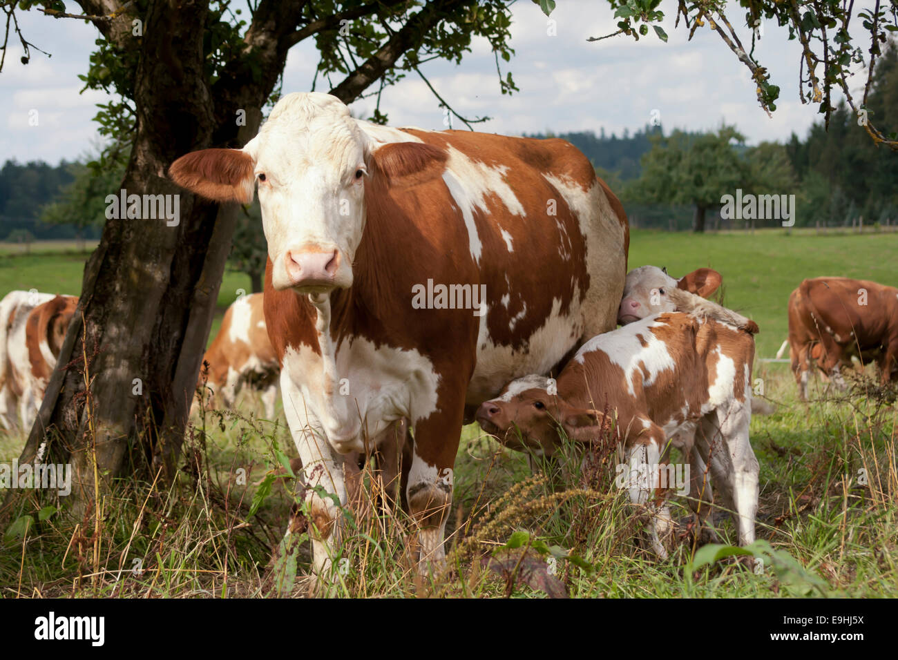 Kuh mit jungen Kalb auf Wiese Stockfoto